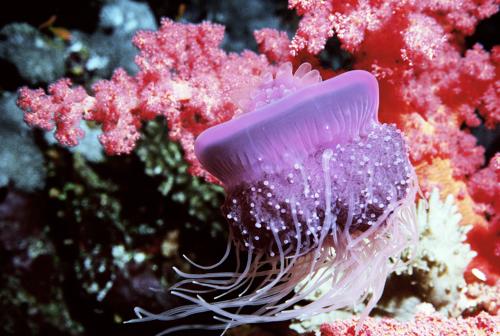 Crown Jellyfish and soft Corals